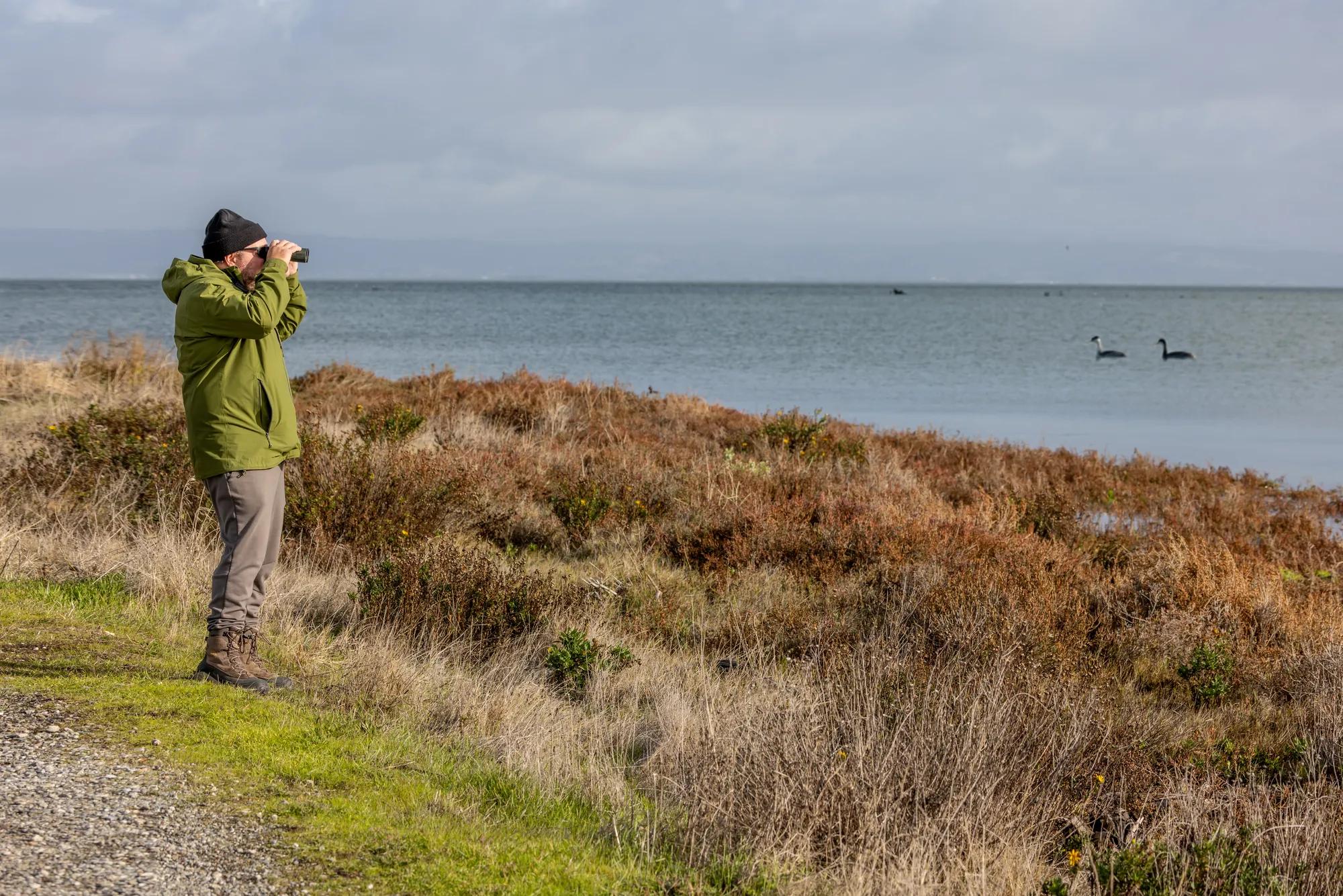 Middle age man walking along a Northern California coastal marsh looking at sea birds and other wildlife.